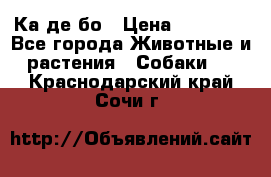 Ка де бо › Цена ­ 25 000 - Все города Животные и растения » Собаки   . Краснодарский край,Сочи г.